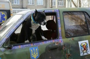 Чем занимаются на Донбассе лучшие друзья бойцов АТО - 15
