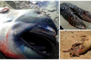 15 таинственных существ, выброшенных из океана на берег (16 фото)