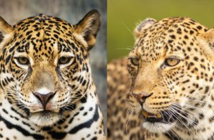Как отличить Леопарда от Ягуара (8 фото)
