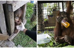 Вкус свободы: на Борнео освободили орангутана, который провел два года в тесном ящике (13 фото + 1 видео)