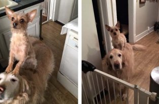 Собачка использует своего дружка, чтобы делать разные вещи (10 фото)