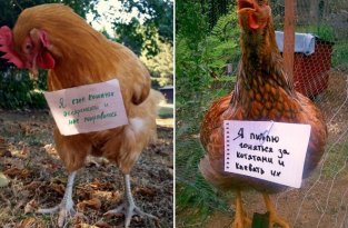 Шкодливые курицы, которые набрались смелости признаться в своих грехах (14 фото)