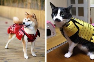 Одна компания из Японии создает самурайскую броню для кошек и собак (8 фото)