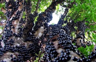 Удивительное виноградное дерево джаботикаба (16 фото)