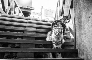 Прекрасные коты Венеции (12 фото)