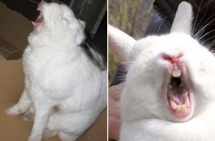 Зевающие кролики - довольно жуткое зрелище (14 фото)