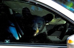 Медведь забрался в машину (5 фото)