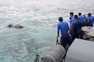 На Шри-Ланки спасли слона, унесенного в открытое море (5 фото + видео)