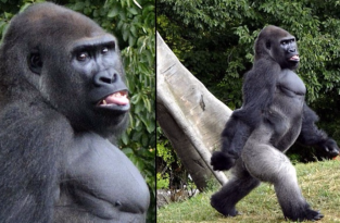 Фотогеничность в мире животных: бесподобная горилла позирует фотографу в зоопарке (5 фото)