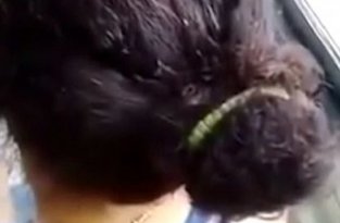 Изумленный пассажир автобуса заснял волосы женщины-водителя, кишащие насекомыми (3 фото)
