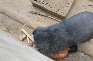 Медведь набросился и утащил туриста, который дразнил его едой (7 фото + 1 видео)