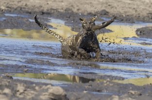 Больше грязи - шире морда: на что пошла самка леопарда ради вкусного обеда (4 фото)