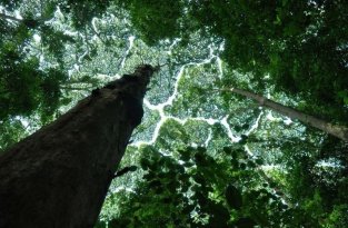 Необычные текстуры от деревьев (12 фото)