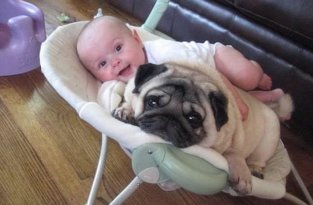 Собаки - лучшие друзья младенцев (9 фото)