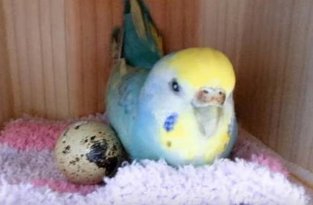 Девушка решила попробовать сохранить перепелиное яйцо с помощью попугая