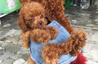 Вьетнамец сшил для своих собак маленький рюкзак, чтобы те носили в нем щенка (10 фото)