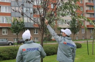В Санкт-Петербурге засохшие деревья «оживили» с помощью веток и скотча (3 фото)