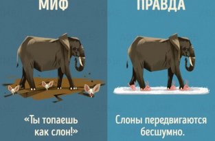 Мифы и правда о животных (10 картинок)