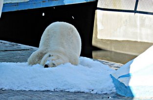 Генератор льда привел новосибирскую медведицу Герду в восторг (3 фото + 2 видео)