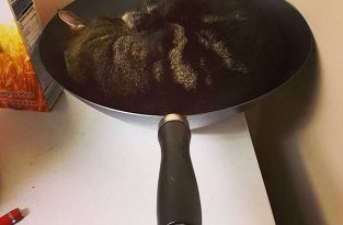Неотъемлемый талант котов - спать в самых неудобных местах (12 фото)