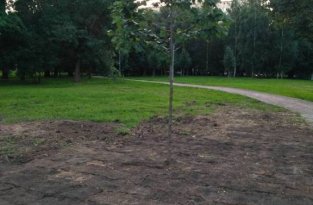 В Санкт-Петербурге во дворе одного из домов идет война за газон (12 фото)