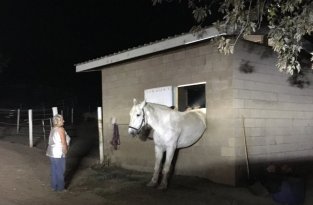 Заскучавшая от одиночества лошадь застряла в окне конюшни (4 фото)