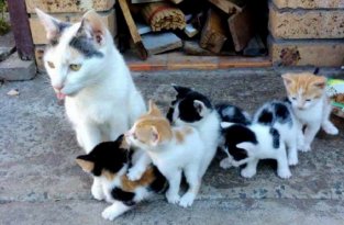 Котятам повезло и их спас приют общества CatRescue 901 (6 фото)