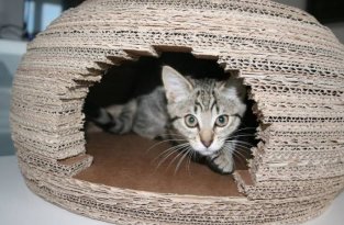 Как сделать дом для кота (7 фото)
