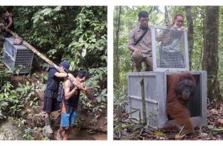 Индонезийские зоозащитники выходили и выпустили на свободу трех орангутанов (5 фото + 1 видео)
