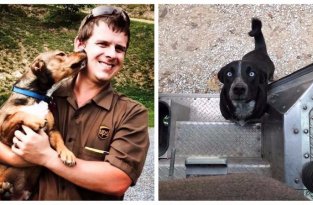 Подборка собак, которые встречают почтальонов службы доставки (20 фото)