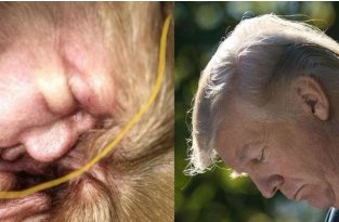 Женщина обнаружила Трампа в ухе своей собаки (6 фото)