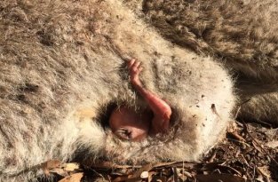 Люди спасли ребенка кенгуру который мог умереть