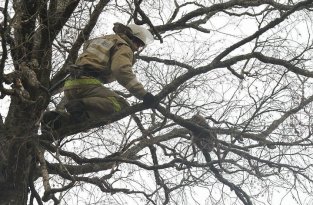Сотрудники МЧС спасли кота, который в течение двух суток сидел на дереве (2 фото + 1 видео)