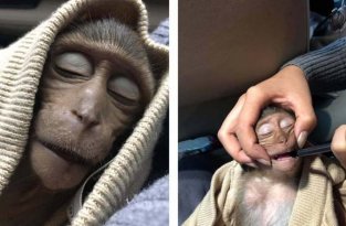 В Таиланде обезьянка уснула на 10 часов после того, как выпила немного кофе (6 фото)