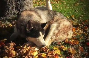 После смерти своей подруги, пес подружился с уткой