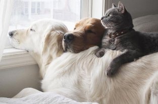 Две собаки и кот — три лучших друга, которые всё делают вместе (19 фото)