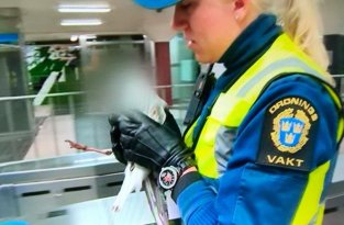 Шведское телевидение скрыло голову спасенной чайки (3 фото)