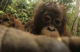 Орангутан нашел в лесу спрятанную камеру и начал делать селфи (10 фото)