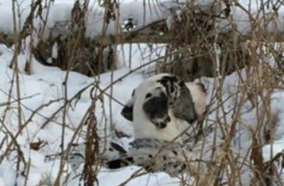 Тюменцы спасли собаку, которого хозяева оставили в лесу (5 фото)