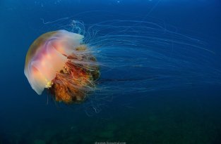 Большие медузы в октябре (4 фото)