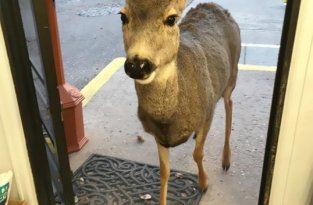 В Колорадо семья оленей пришла в магазин (6 фото)