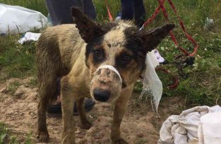 В скотомогильнике в Логойском районе нашли живых щенков (4 фото + 1 видео)