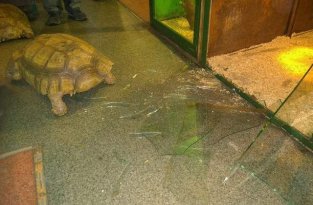 В иркутской зоогалерее черепахи сбежали из вольера (5 фото)