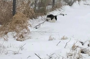 Одинокая кошка замерзала на дороге в суровый мороз (7 фото)