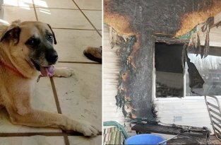Cемья вернулась в сожженный дом спустя 2 месяца, в котором собака стала рычать и рыть пол (6 фото + 1 видео)
