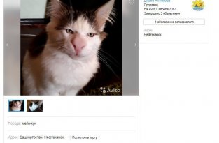 На Avito продавали отфотошопленного кота под видом «редкого трансильванского мейн-куна» (2 фото)