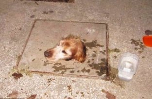 История спасения собаки, попавшей в смертельную ловушку (2 фото)