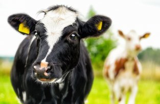 Билл Гейтс поможет создать идеальную корову (2 фото)