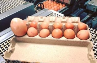 Яйцо-матрешка: в Австралии обнаружили огромное куриное яйцо с сюрпризом внутри (4 фото)