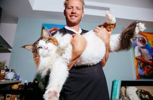 Этот котик самый большой в мире, и он такой милый